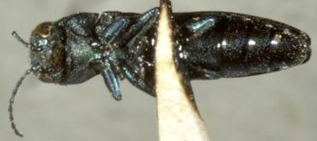Media type: image;   Entomology 2121 Aspect: habitus ventral view